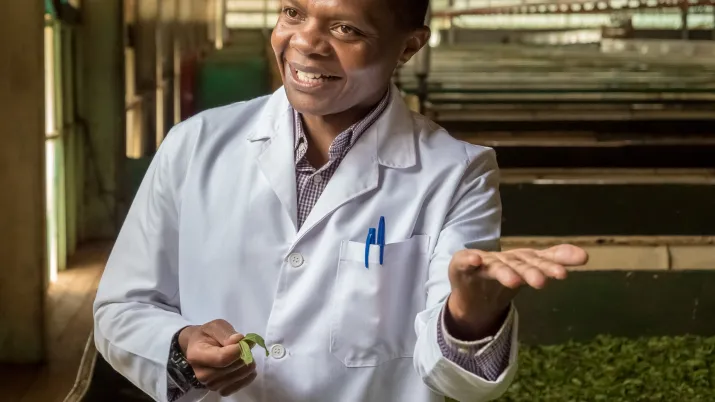 thé, KTDA, Kenya
