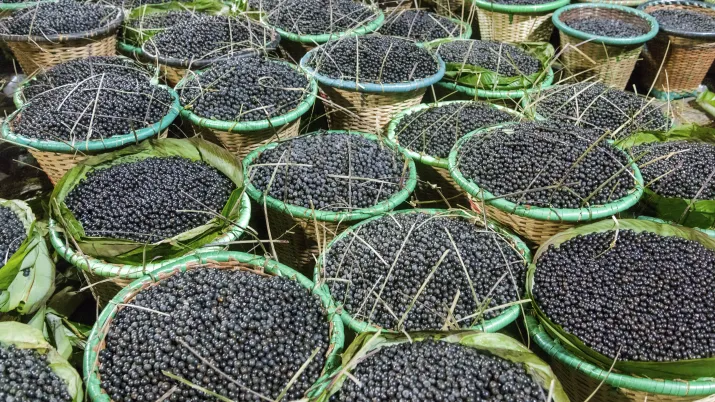 Frooty Proparco 2025