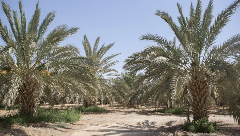 Projet Nakheel Palestine