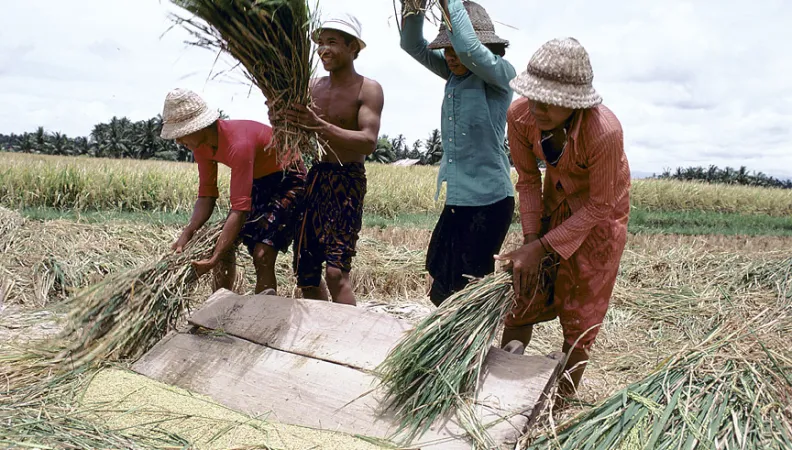 Men thrashing grain. Indonesia