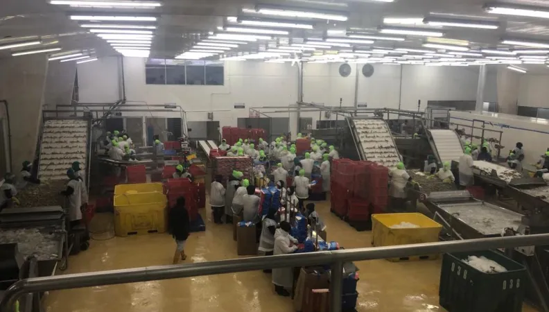 visite d'une usine de crevettes