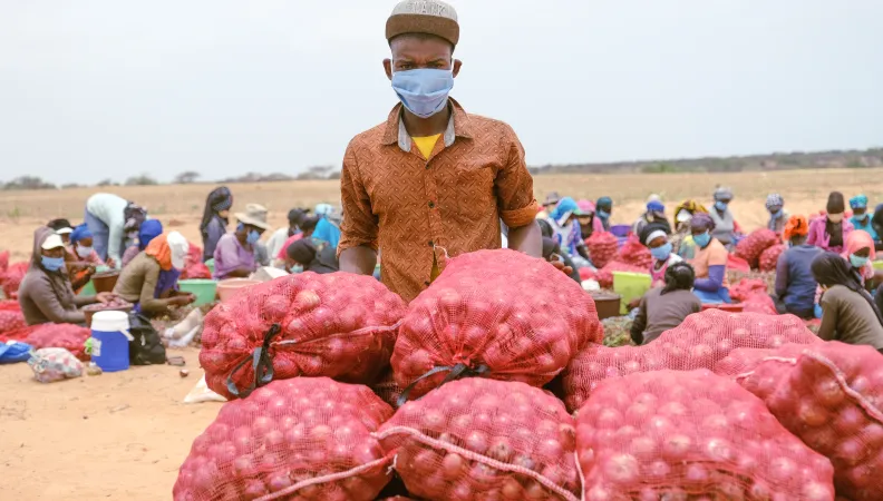 Cofina Sénégal - Saint Louis, Senegal - Les gens travaillent sur la récolte des oignions pour Senagris